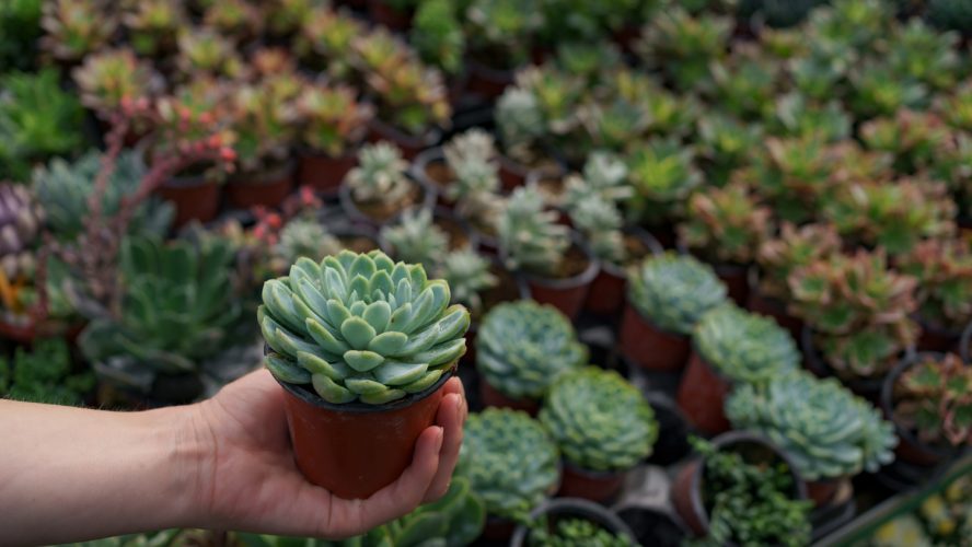 Suculentas artificiais para apartamentos: como ter um jardim interno em espaços pequenos