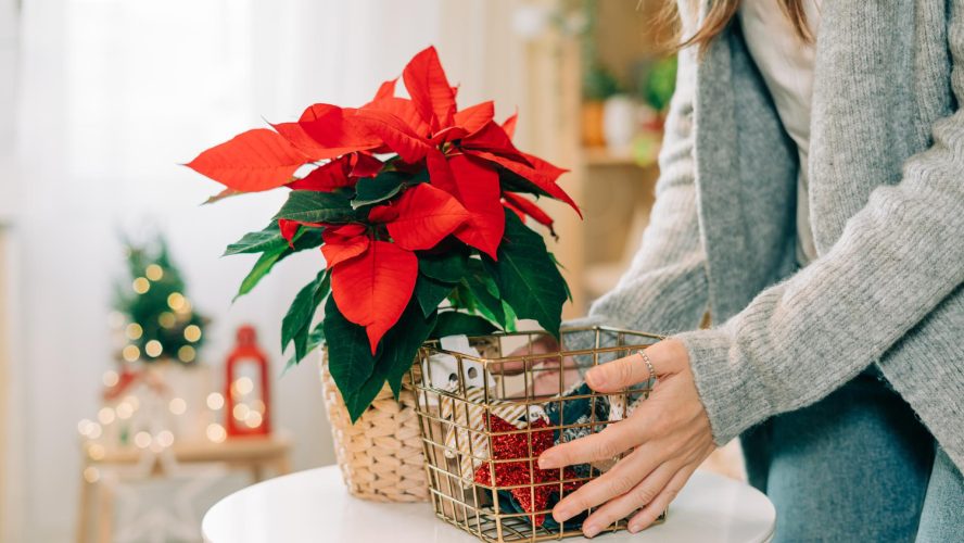 Poinsettia na decoração de mesa: como criar uma mesa posta temática com essa flor