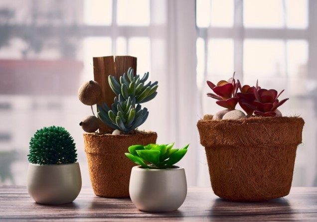 Como escolher a planta permanente ideal para cada ambiente da sua casa