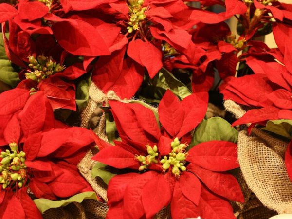 Poinsettias vermelhas e brancas: a elegância da flor de natal na decoração